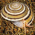 Architectonica modesta